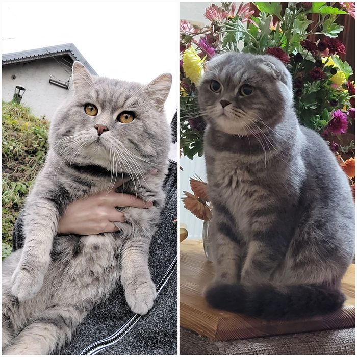 Шотландські кошенята!