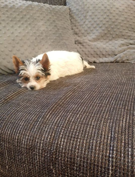 Mini suczka Yorkshire Terrier Biewier