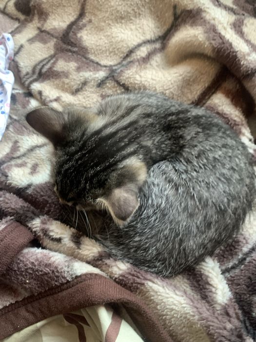 маленьке кошеня