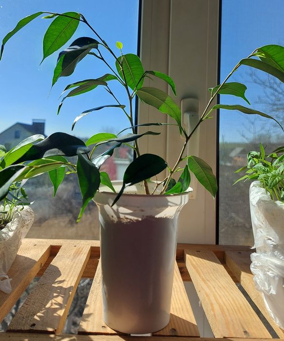 Фікус бенджаміна