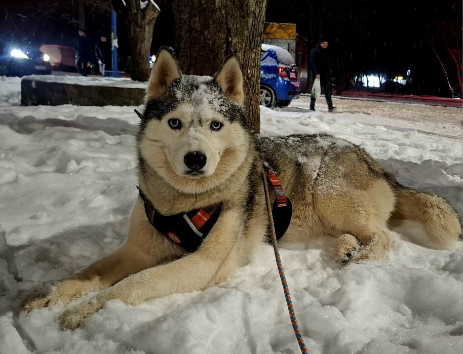 отдам хаски бесплатно