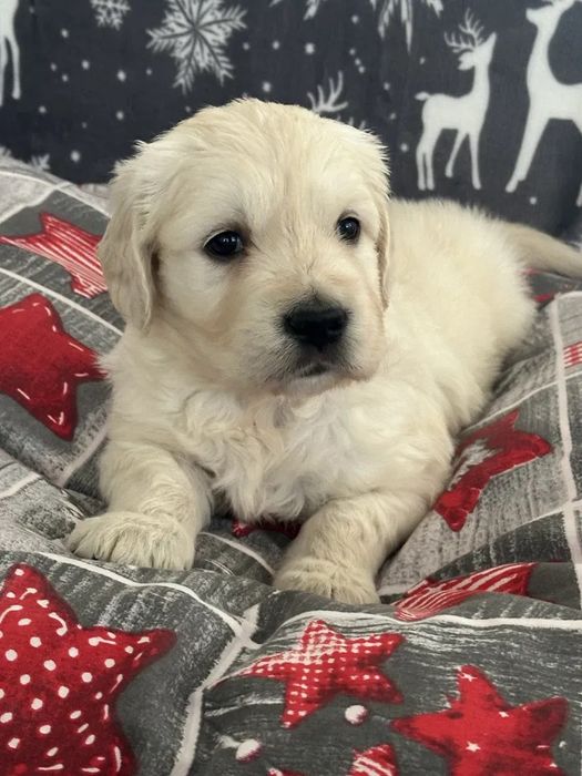 Golden retriever qualidade