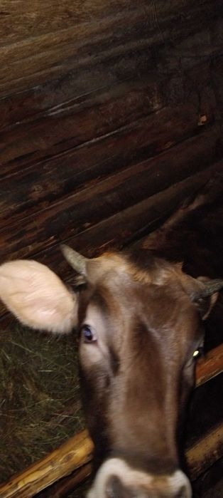 Річна телиця від доброї корови