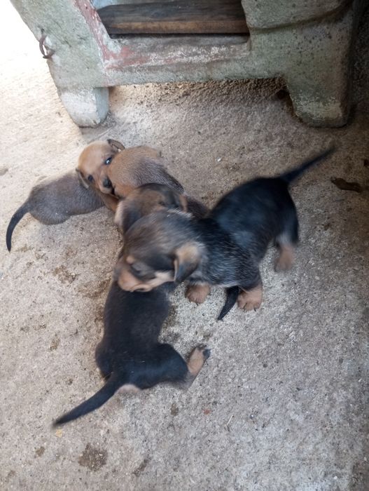 Cães de raça Teckel