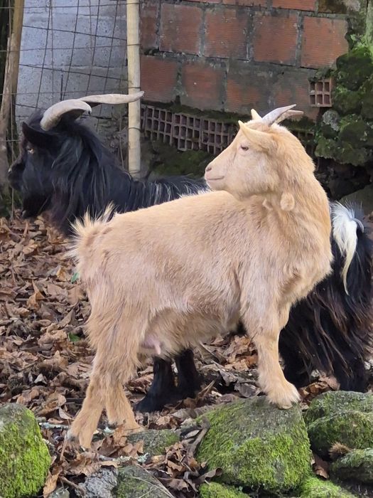 Casal cabras  anãs