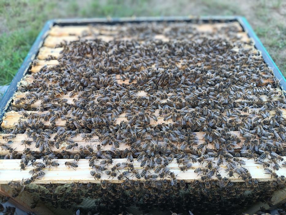 Rodzina pszczela odkład pszczoły