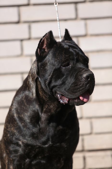 Девочка корсо_Ламба