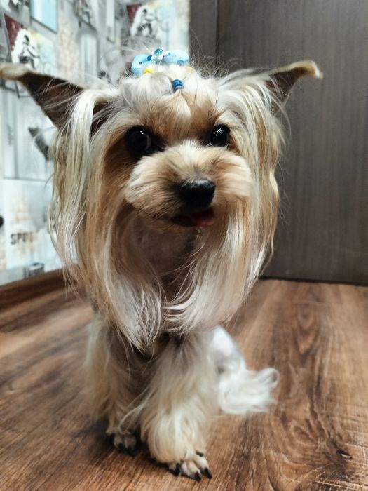 Хортицкий район. Стрижка собак и кошек.