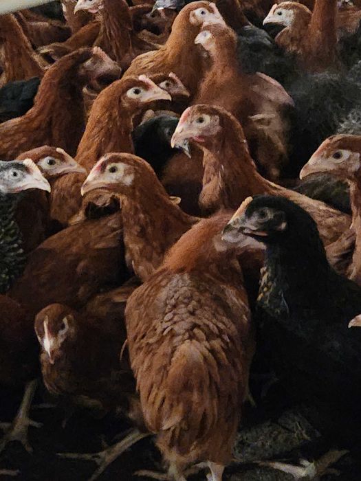 Kury nioski Rosa z pierwszym jajkiem. Dominant z wolnego wybiegu.