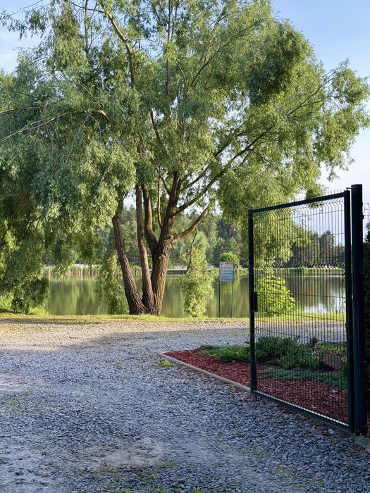 50 соток у сосновому лісі | Під базу відпочинку, котеджі, інвестицію