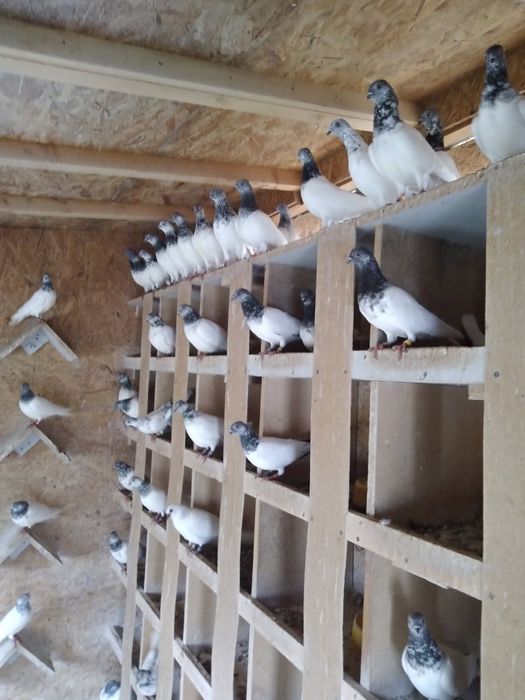 Sprzedam gołębie budapeszty