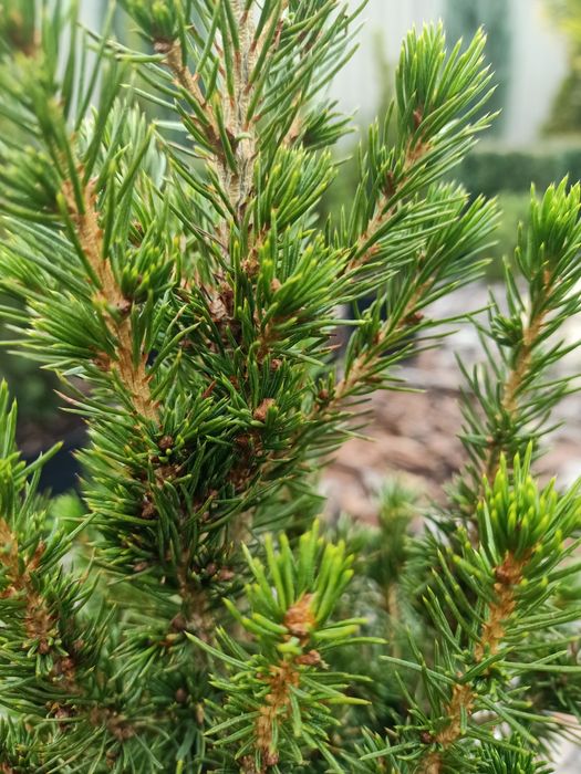 Жива  ялинка Коніка 'Conica'