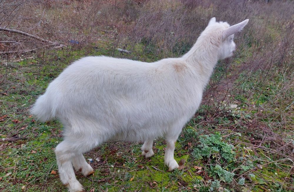 Продається  кізка