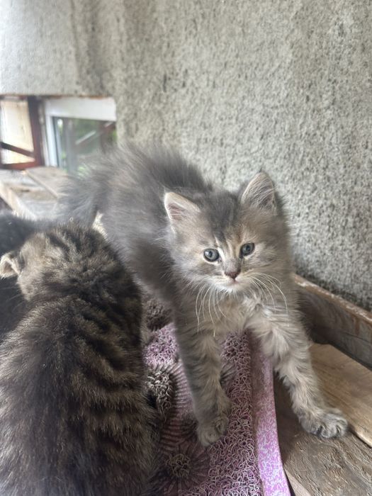 Котики в добрі руки