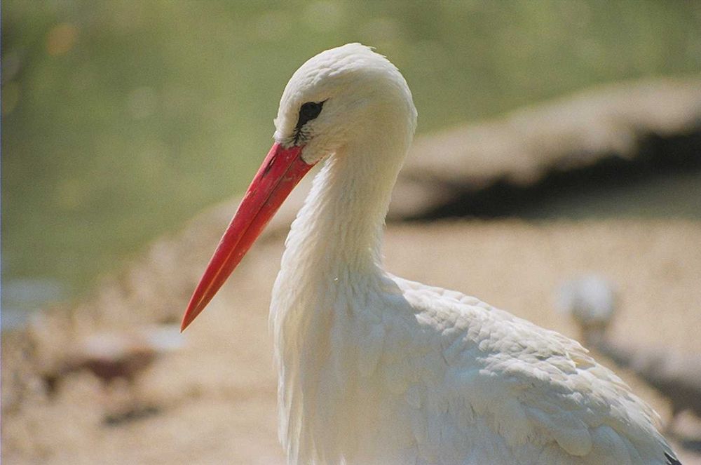 Yashica 109 Multi Program with Yashica ML 50mm f/1.9