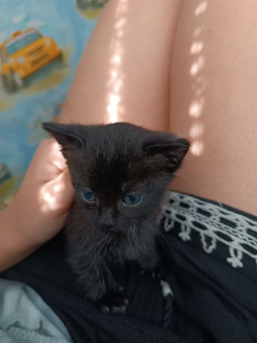 Віддамо котят у добрі руки