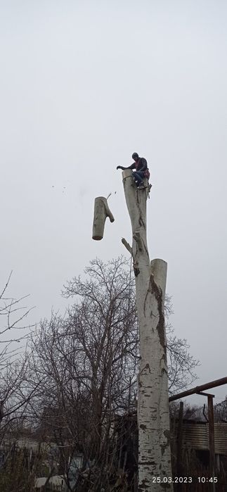 Валка та спил важких дерев.
