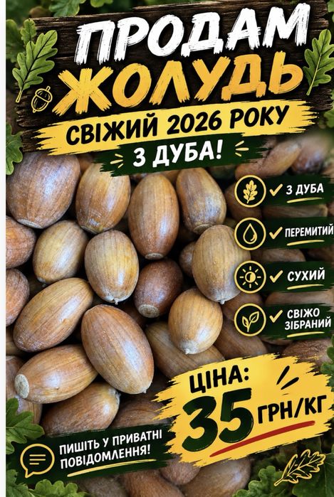 Продам жолудь!Свіжий