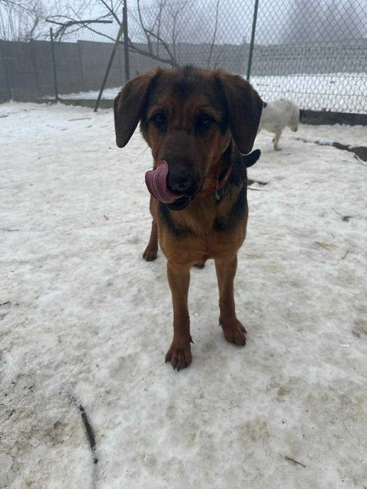 Oddam za darmo,do adopcji- śliczna Kora szuka domu.