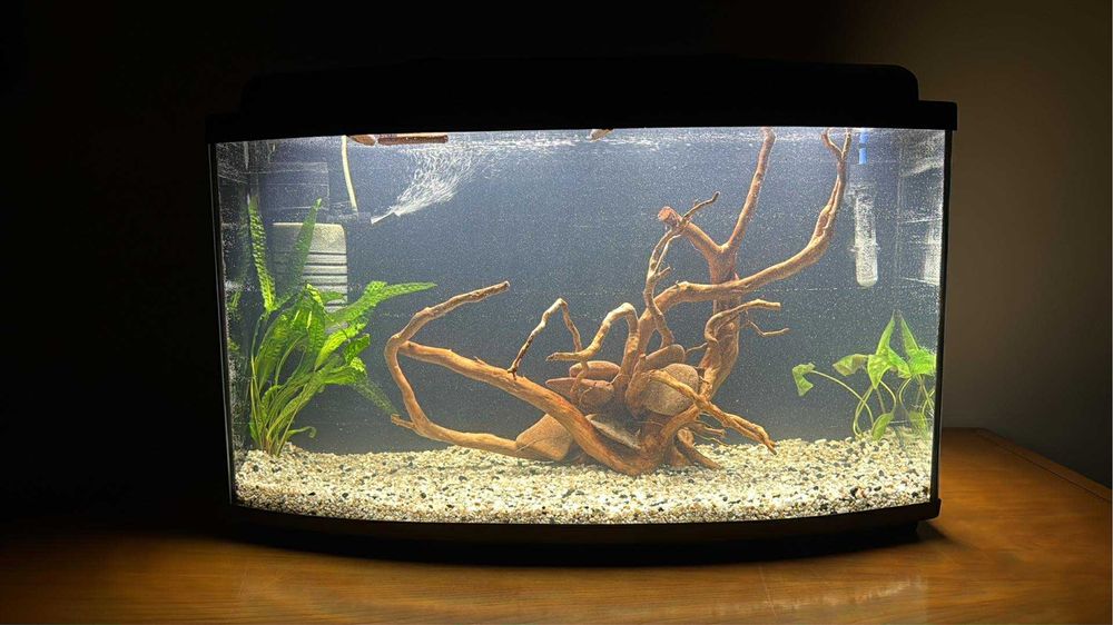 Korzeń  Red Moor Wood