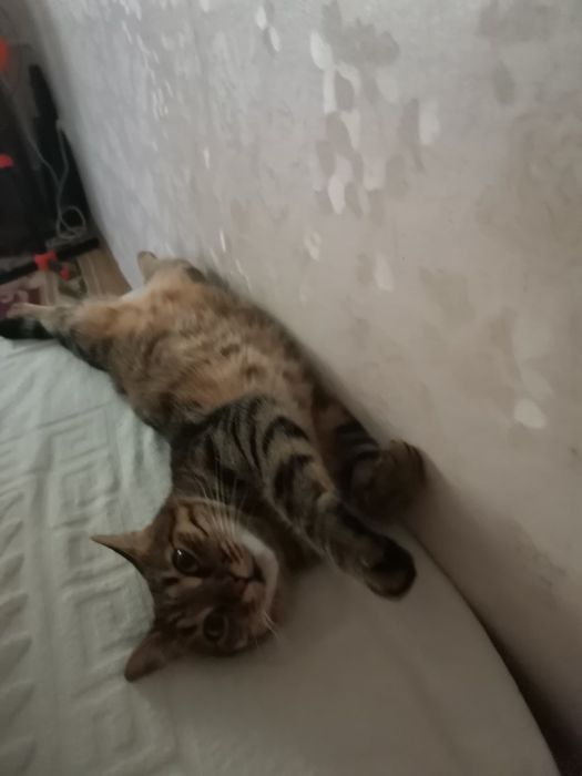 КОШАНЯ домашняя воспитанная  ищет добрых людей на ПередержкуилиВсегда