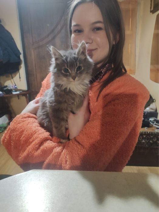 Віддамо кошенят хорошим людям