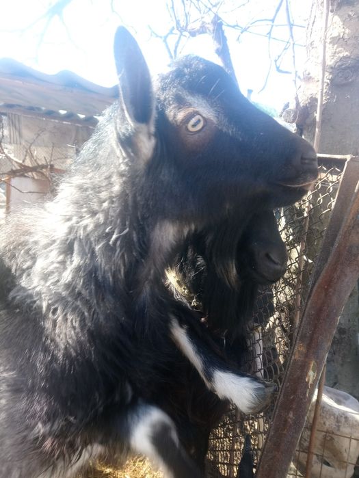 Козёл для вязки на племя.