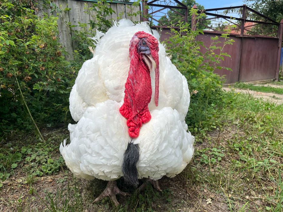 Індики важкого кроссу Біг 6 Опт та роздріб