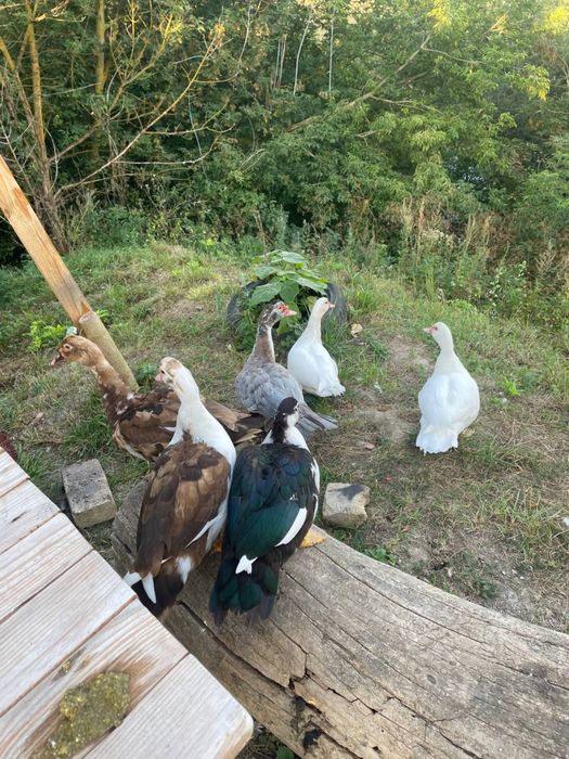 Індокачки, німці, німі качки, шипуни