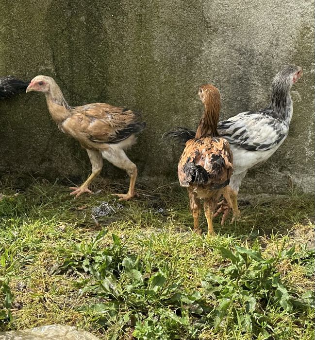 Frangos indios gigante  com 3 meses