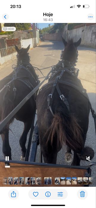 Parelha cavalis garranos