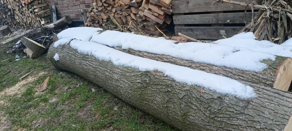 Kłody, kloce drewna lipy - ścięto grudzień 2022 r.