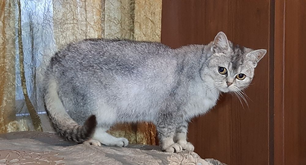 Голубая шиншилла. Британка.