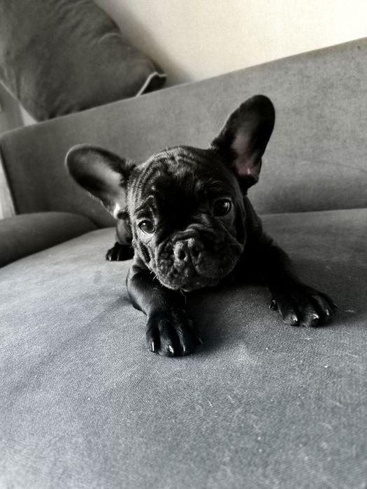 Міні французький бульдог