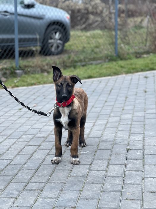 Owczarek belgijski szczeniak