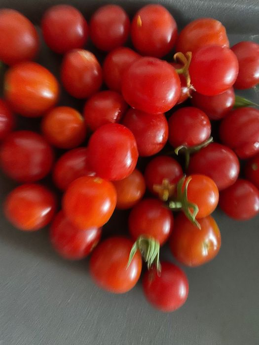 Tomate cereja cherry