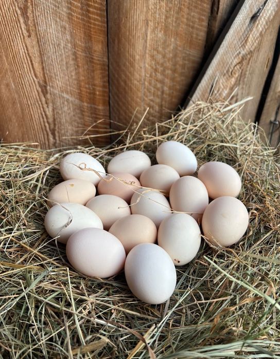 Jajka z gwarancją najlepszych cen