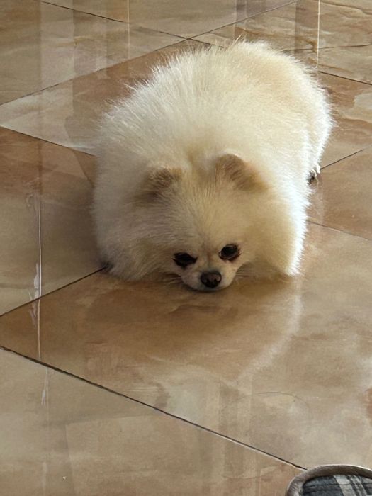 Вʼязка Померанський Шпіц ( хлопчик міні 1.9 кг)