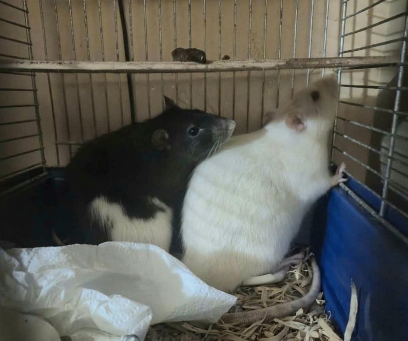 Oddam w dobre ręce do adopcji