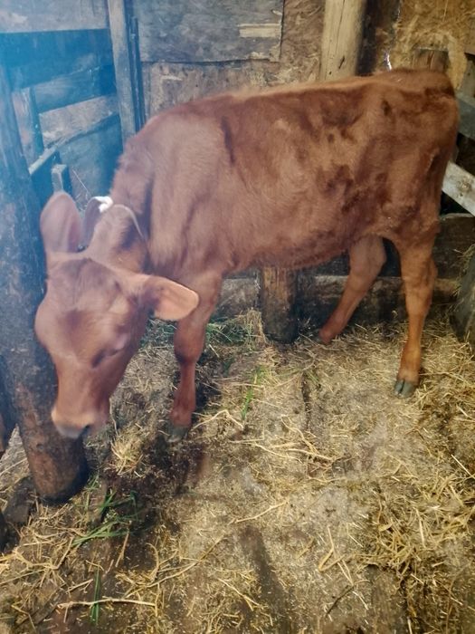 Продам телята помісні джєрсі.