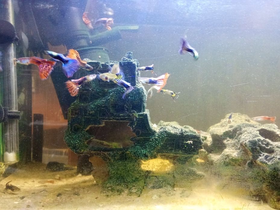 Sprzedaż rybek gupików