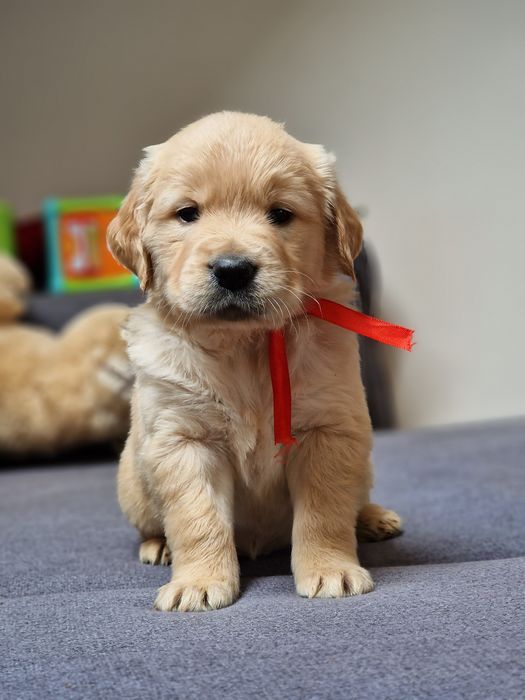 Цуценята золотистого ретривера