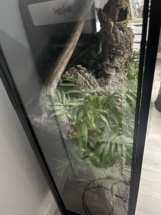 Terrario para repteis