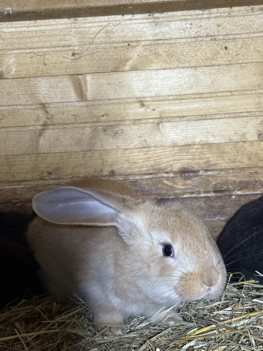 Sprzedam króliki hodowlane mieszańce