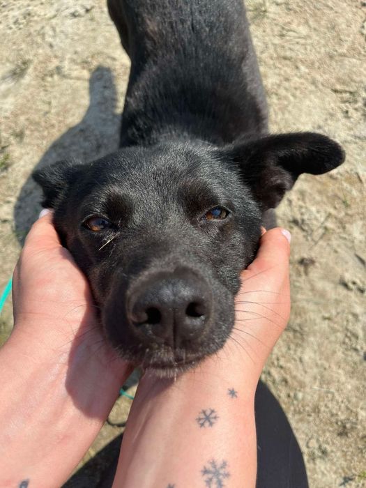 Kleszczyk - mały czarny psiak do adopcji!