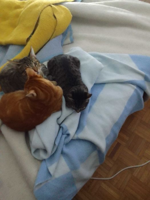 Estou a doar 3 gatos machos