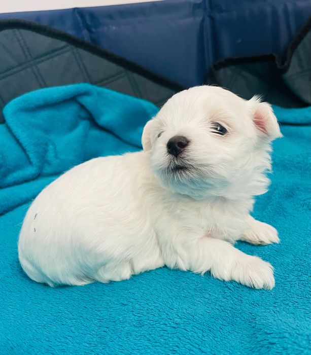 Maltańczyk mini sunia