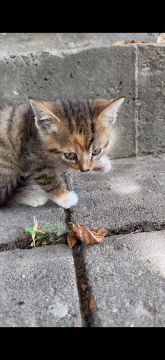 Кошенята, в добрі руки, кошеня Київ, коти