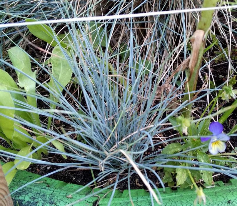 Kostrzewa sina 2 sadzonki