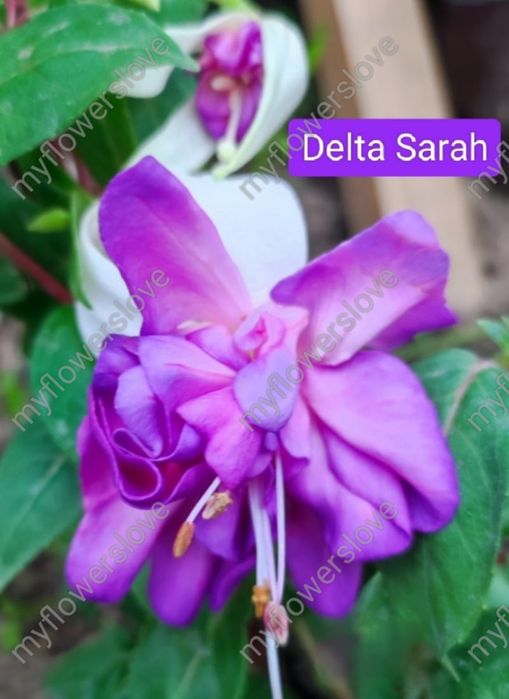 Різні сорти фуксій в наявності